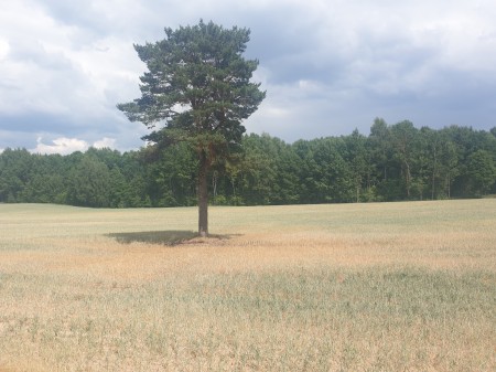 Raseinių rajone skelbiama ekstremali situacija dėl sausros