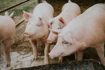 Lietuvoje, po ilgesnės pertraukos, kiaulių ūkyje vėl nustatytas afrikinis kiaulių maras