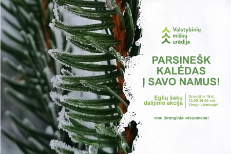 Eglių šakų dalinimo akcija „Parsinešk Kalėdas į savo namus