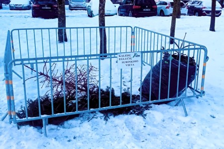 Bus surenkamos kalėdinės eglutės ir jų šakos  